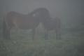 Weert Foto 7